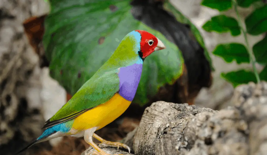 gouldian Finch