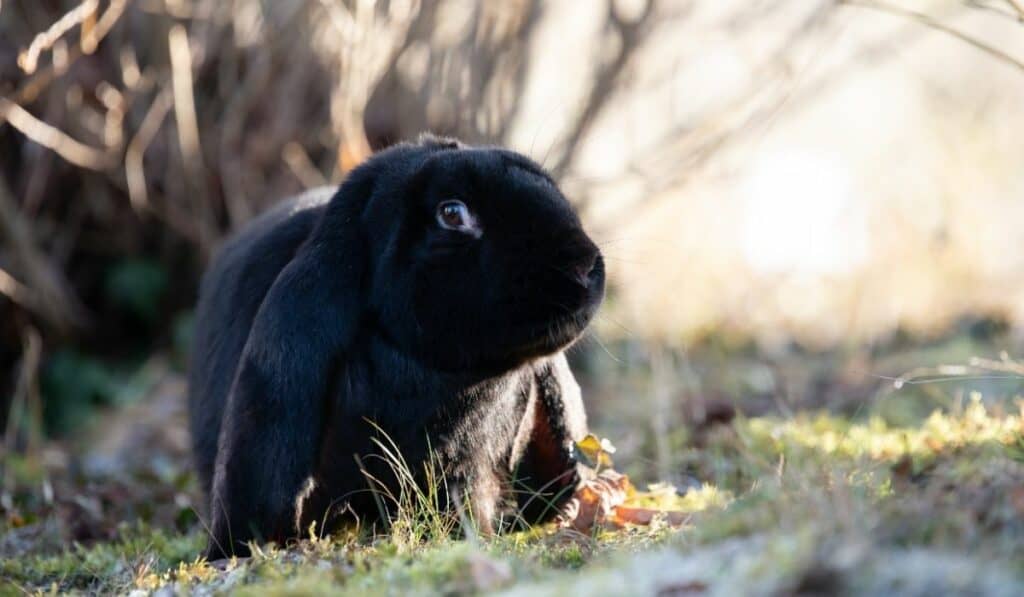 Black English Lop Rabbit