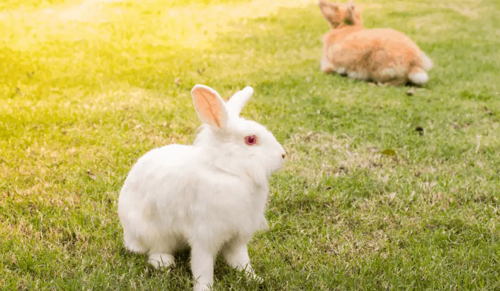 New Zealand White Rabbit