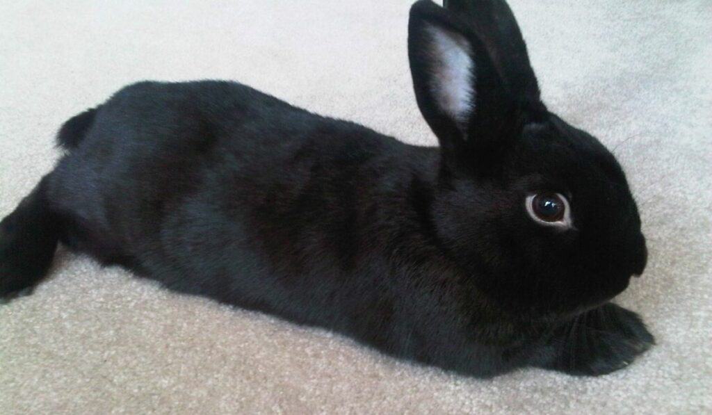 Black Havana Rabbit