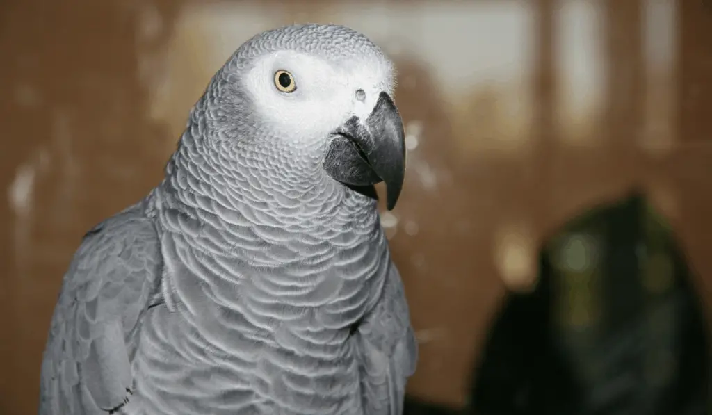 african gray