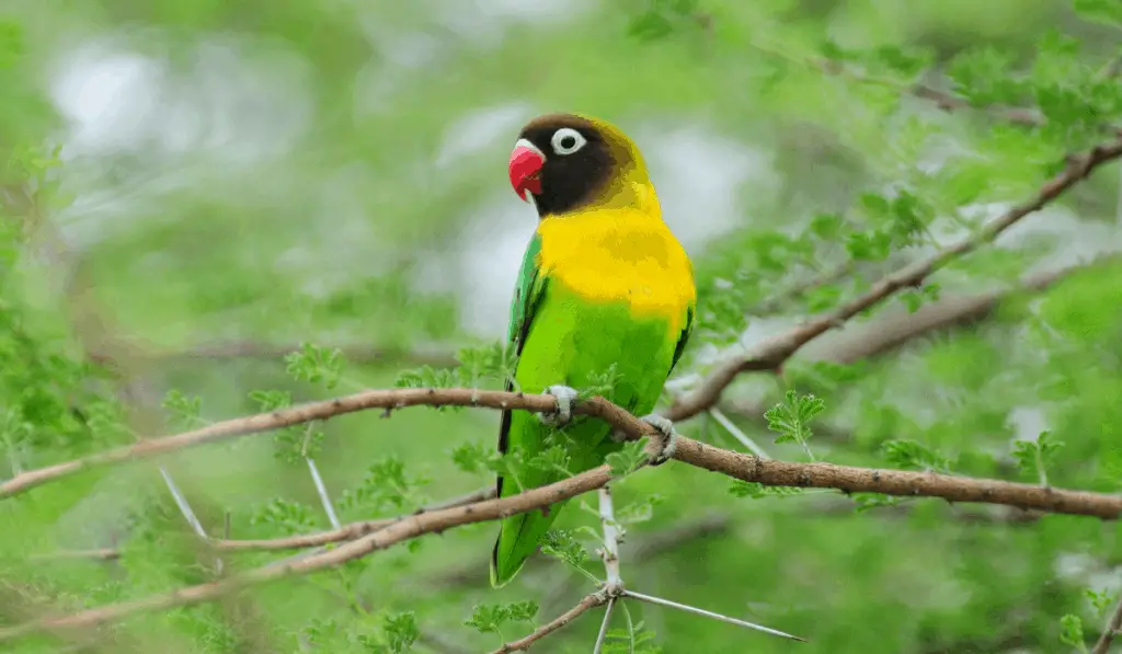 Yellow-collared Lovebird 