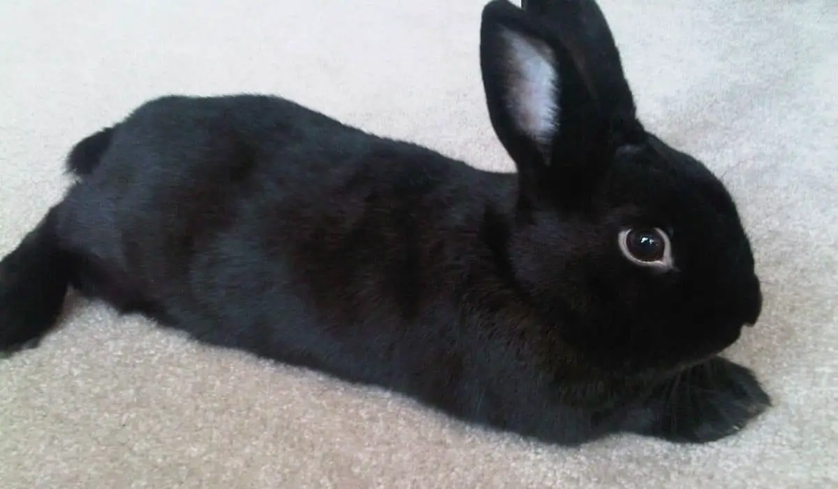 Black Rabbit Breeds | 11 Black Pet Rabbit Breeds | Hutch and Cage