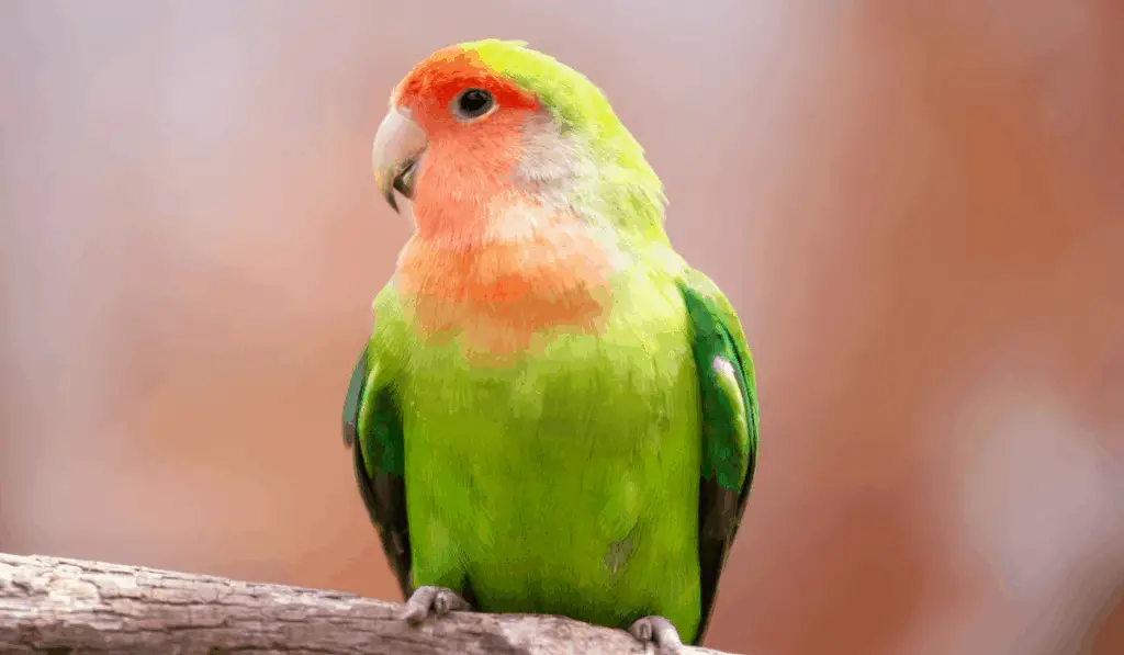 Lilian’s Lovebird