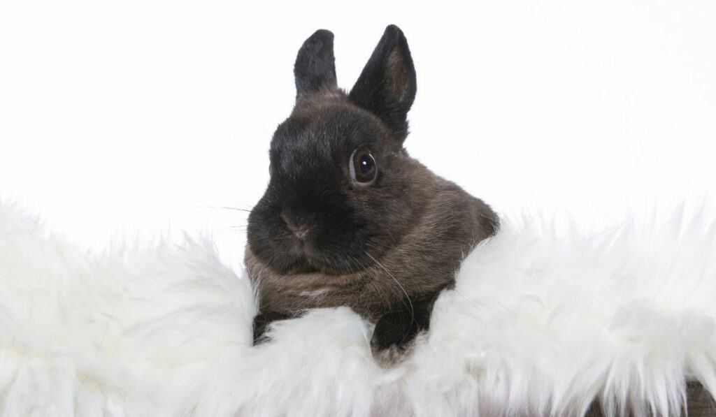 Black Polish Rabbit