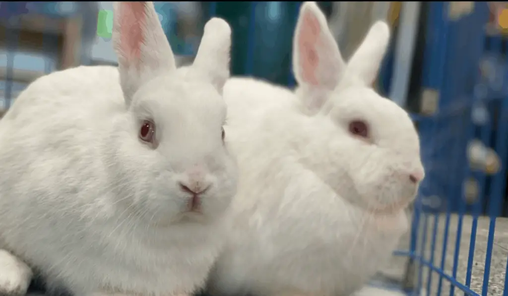 florida white rabbits