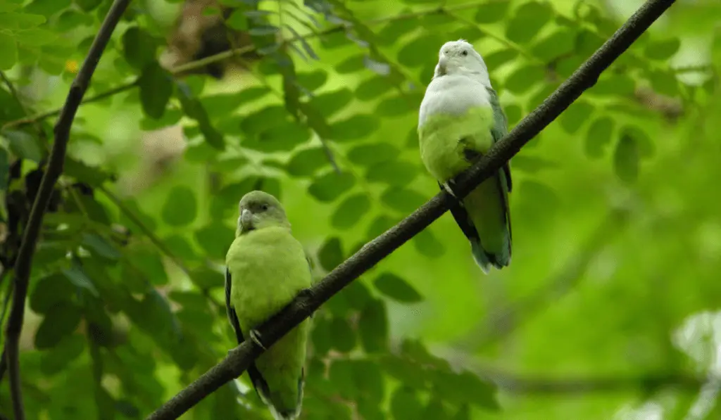 Grey-headed Lovebird