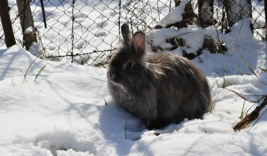 Black French Angora Rabbit