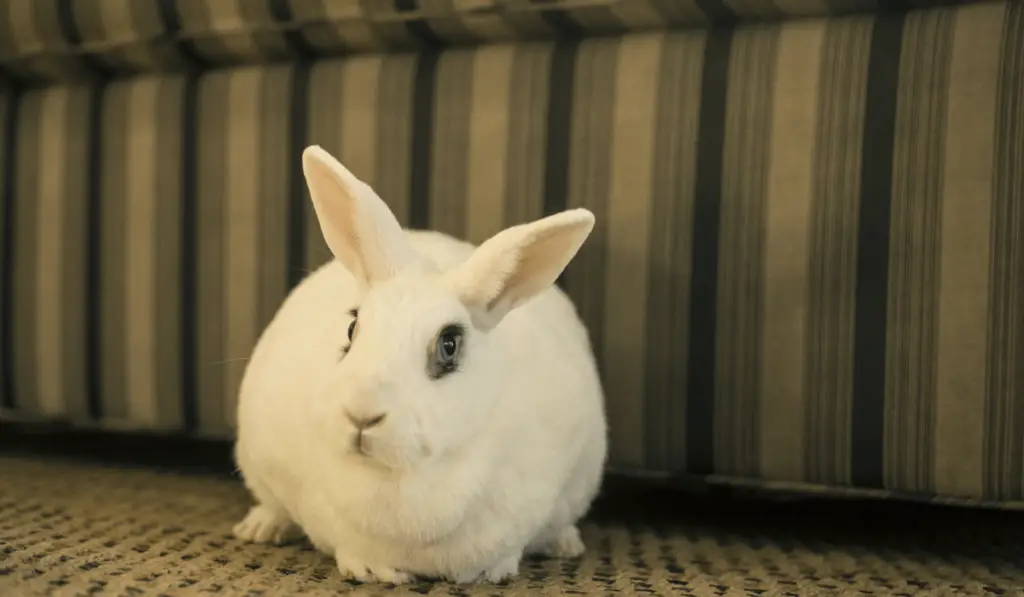 Blanc De Hotot Rabbit