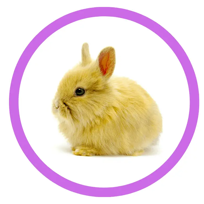 rabbit pet products