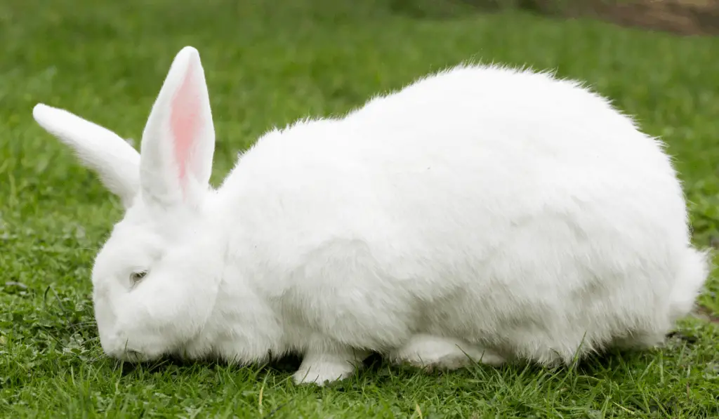 White Flemish Giant Rabbit