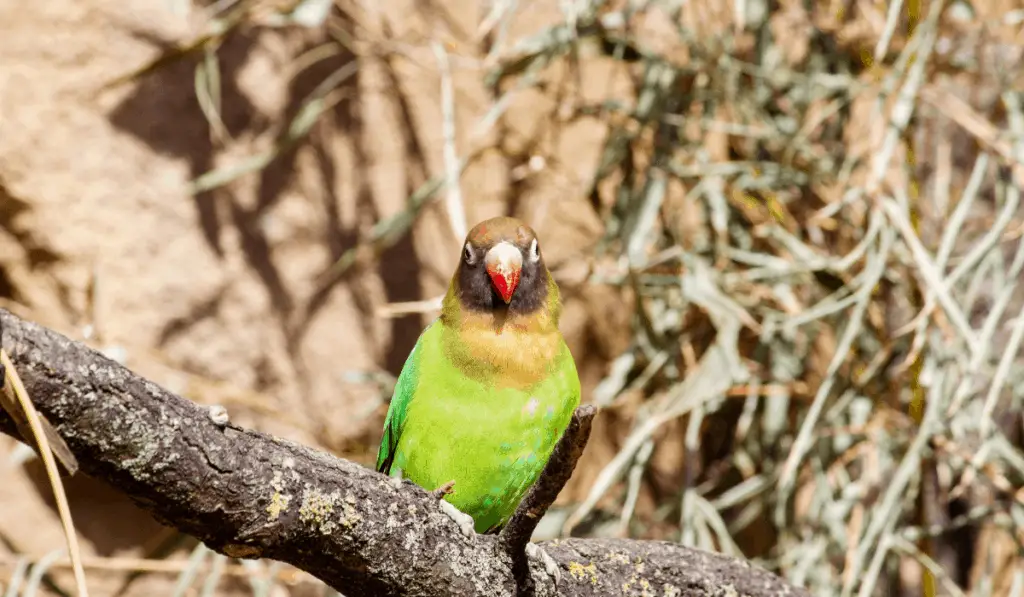 Black-cheeked Lovebird 