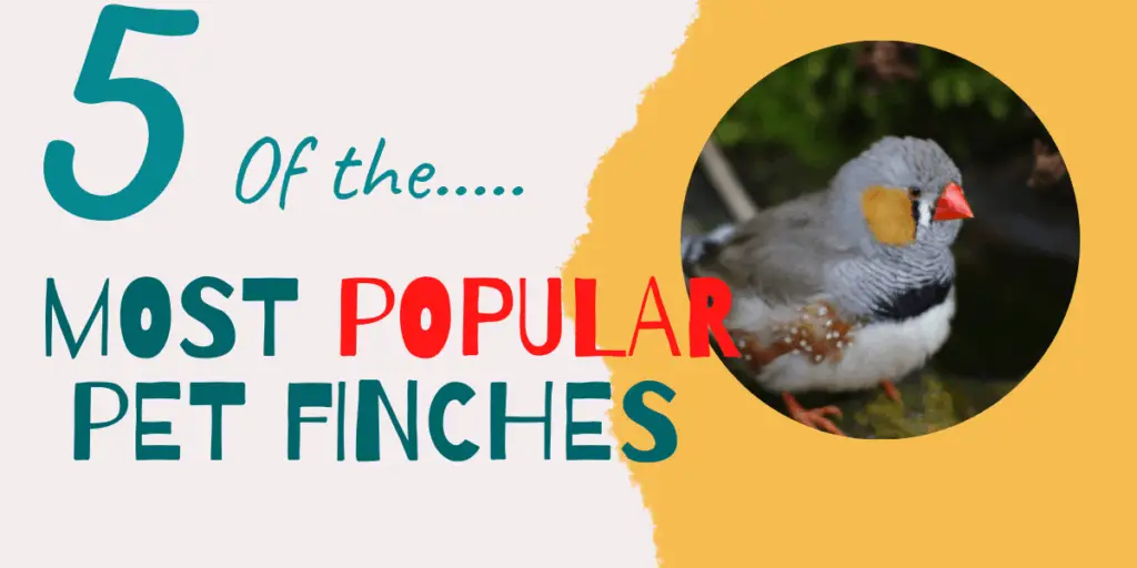 Types of finches