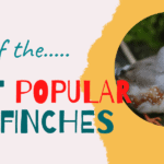 Types of finches