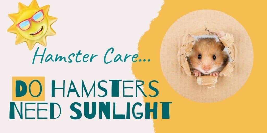 hamster care