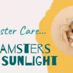 hamster care