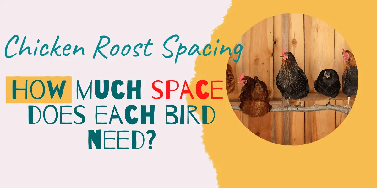 Chicken Roost Spacing (How Much Space Do Each Bird Need?)