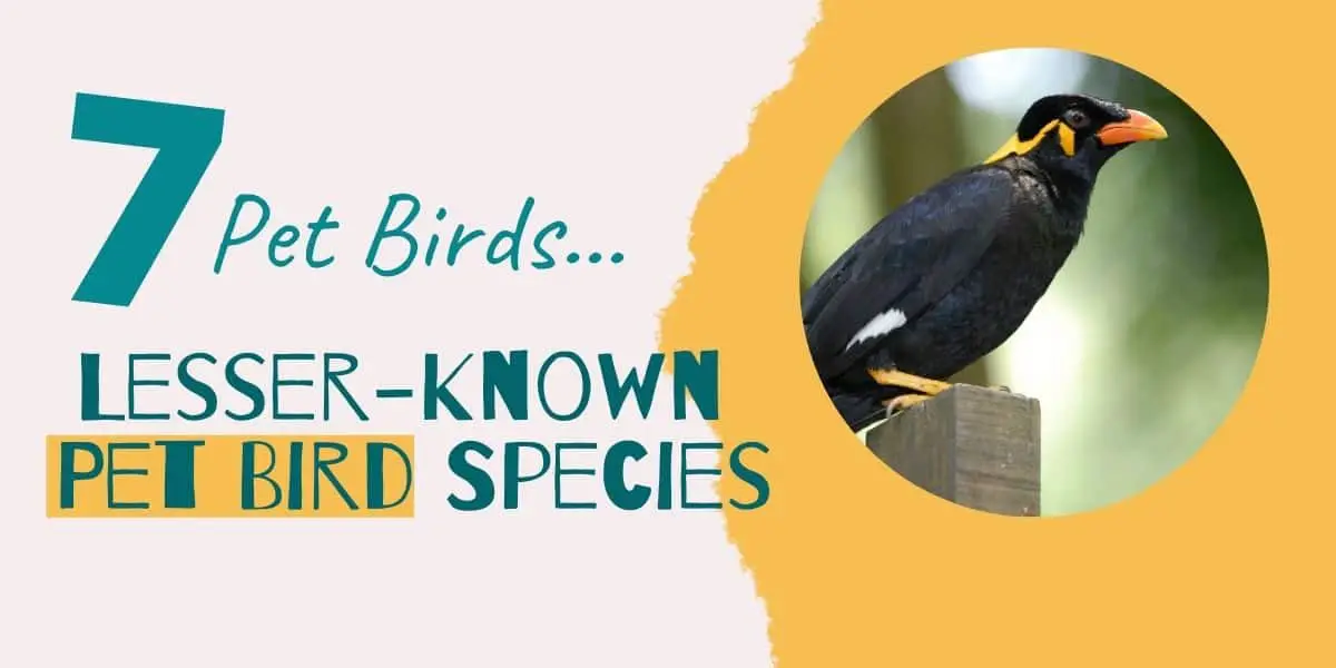 7 Lesser-Known Pet Bird Species | Be different!