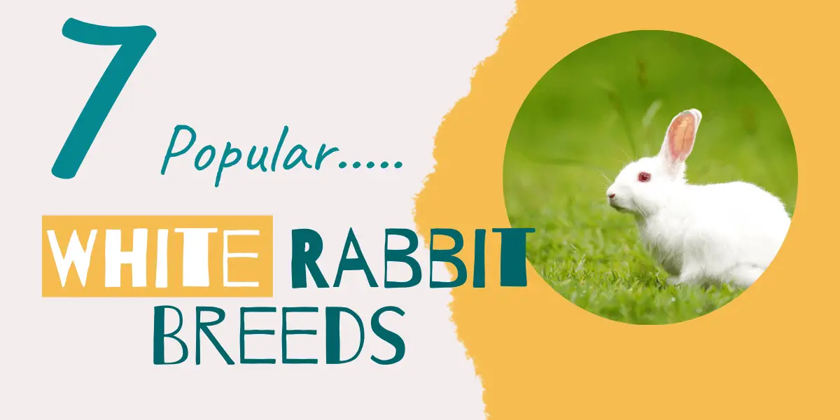 White Rabbit Breeds | 7 White Pet Rabbit Breeds