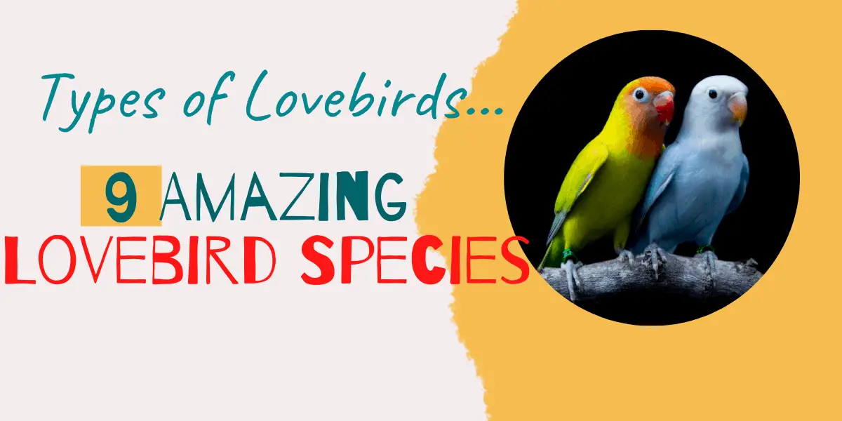 Types of Lovebirds | 9 Amazing Lovebird Species