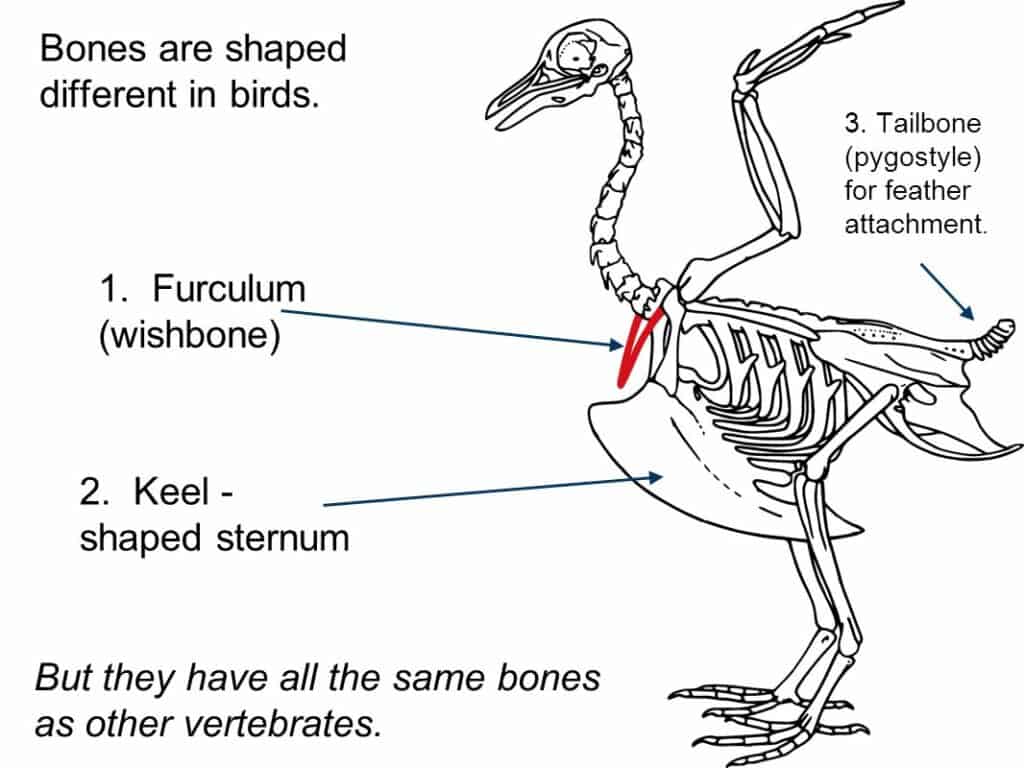 chicken keel bone