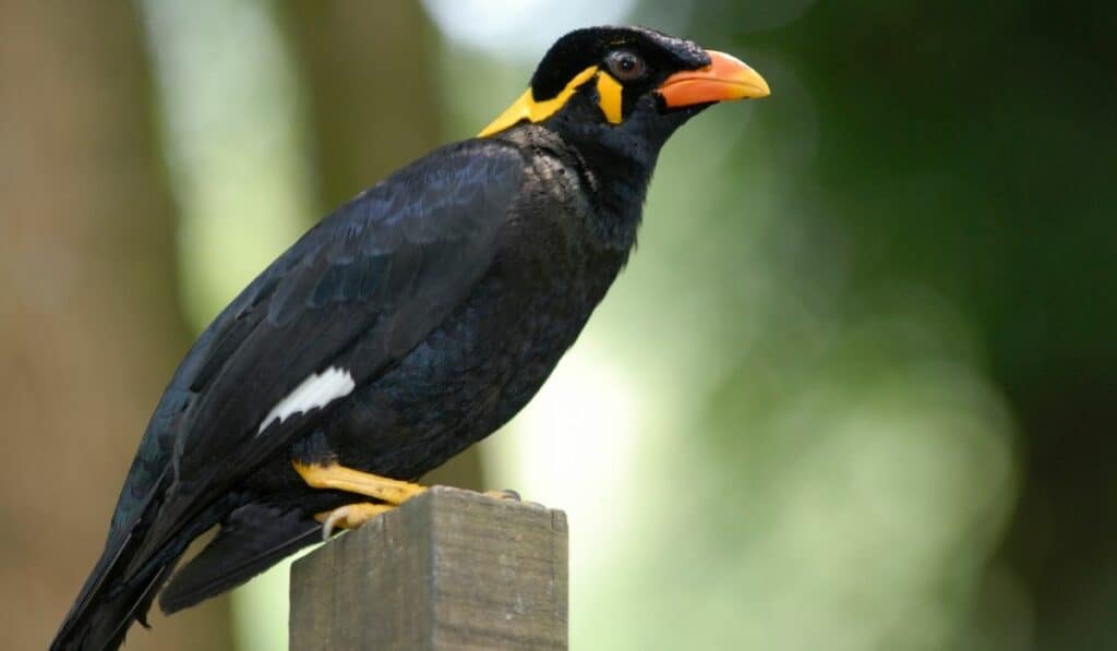 mynah bird