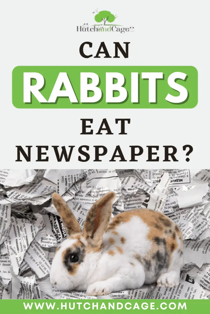 Can Rabbits Eat Newspaper