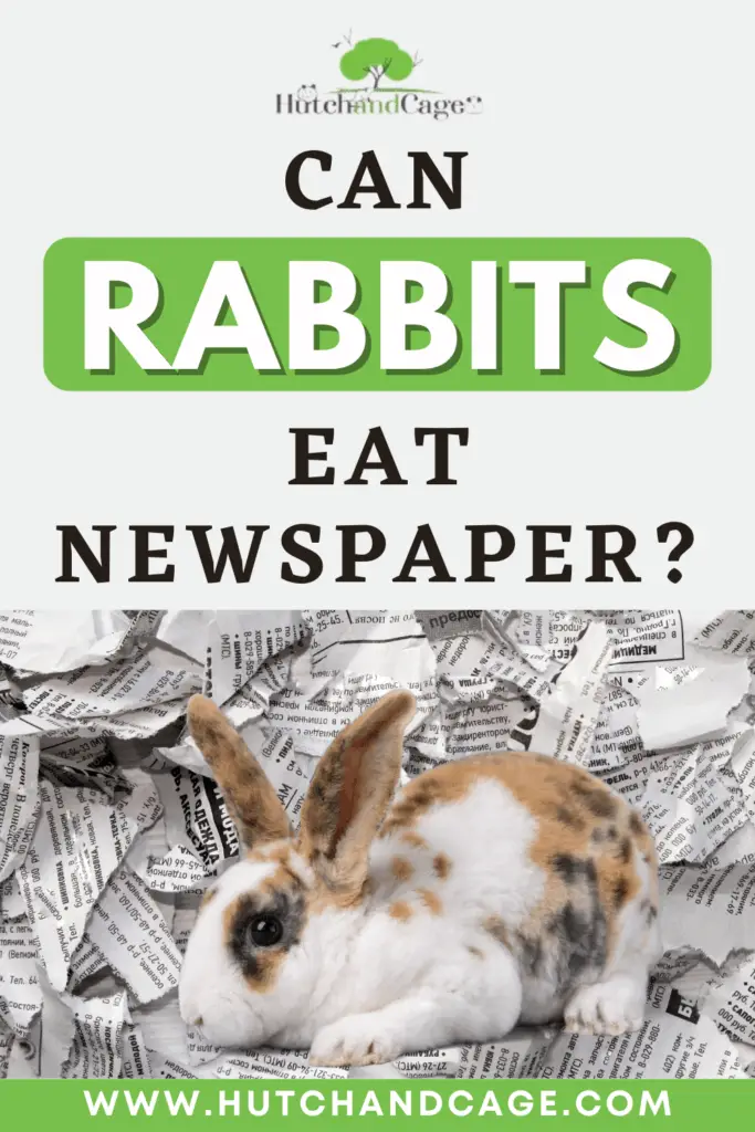 Can Rabbits Eat Newspaper? (Why or Why Not?) Hutch and Cage