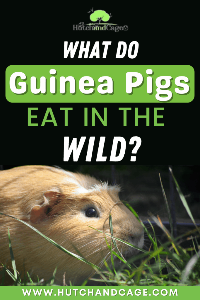 What Do Guinea Pigs Eat in the Wild