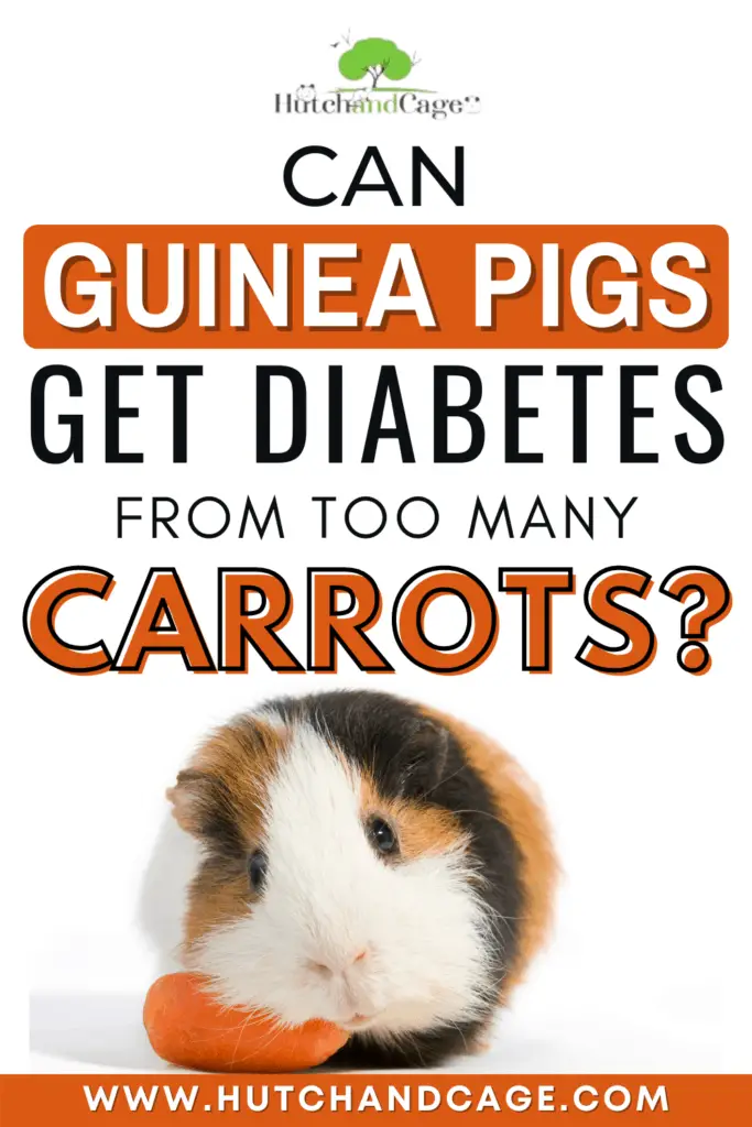 Can Guinea Pigs Get Diabetes from too many carrots