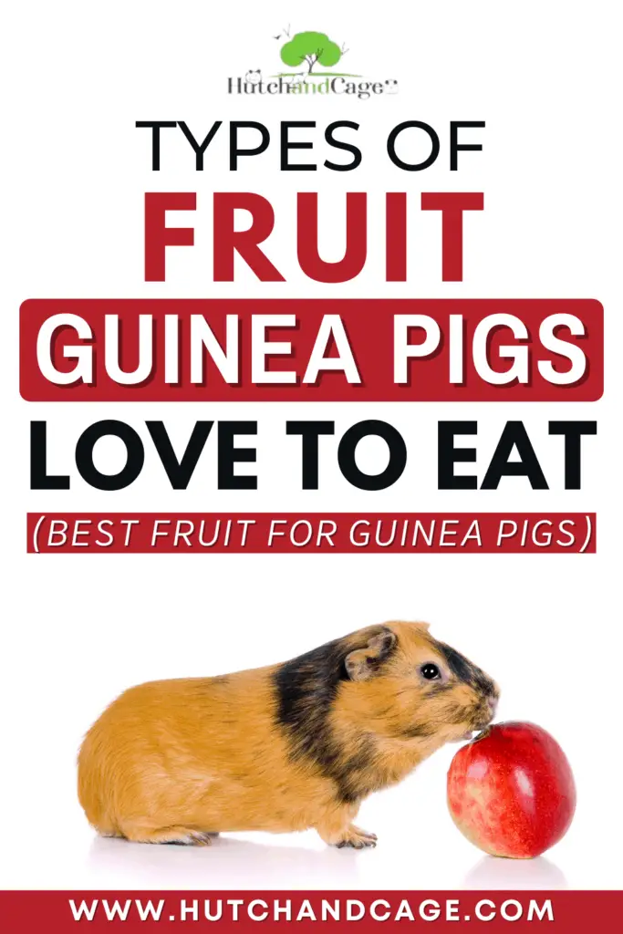 Types of fruit guinea pigs love to eat