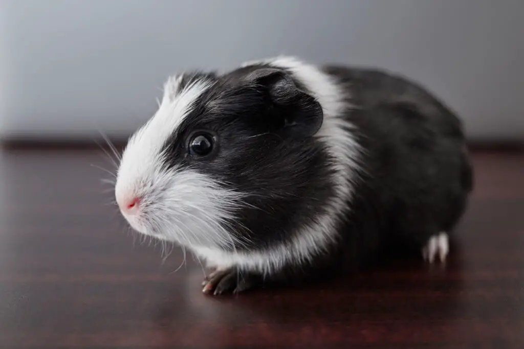 american guinea pig