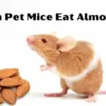 can pet mice eat amlonds