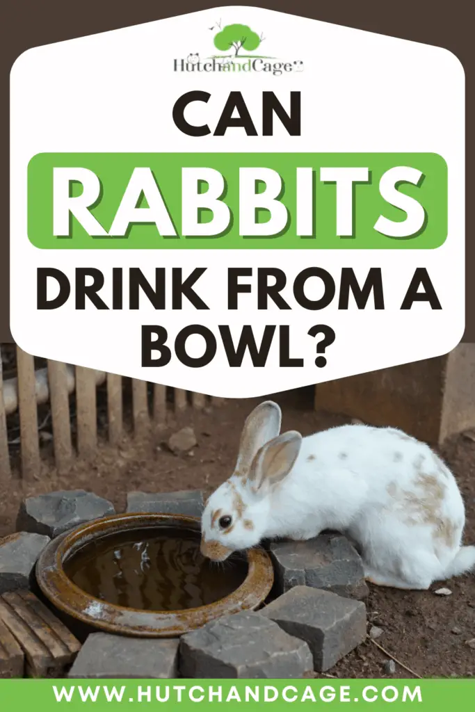 can rabbits drink from a bowl