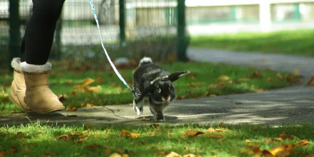 walking a pet rabbit