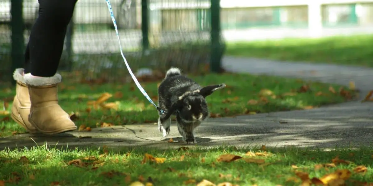 Can You Take a Pet Rabbit Outside for a Walk? Hutch and Cage