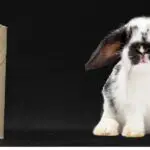 Can rabbits eat cardboard