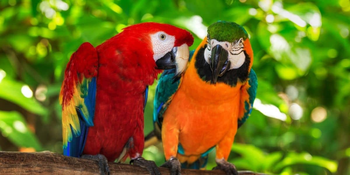 25 Amazing Macaw Facts | Some even shocked us!