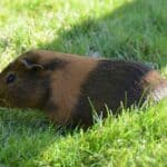 guinea pig in the wild