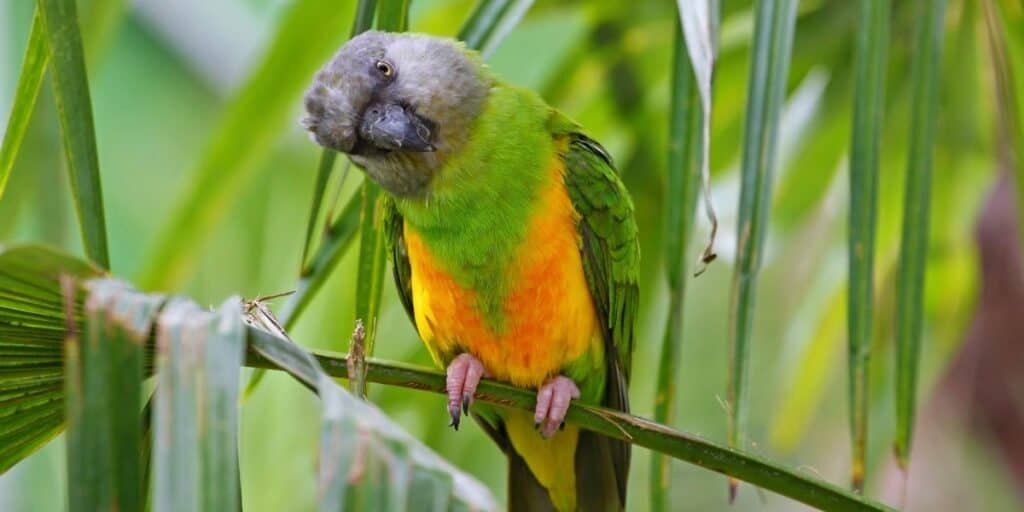 Senegal Parrots