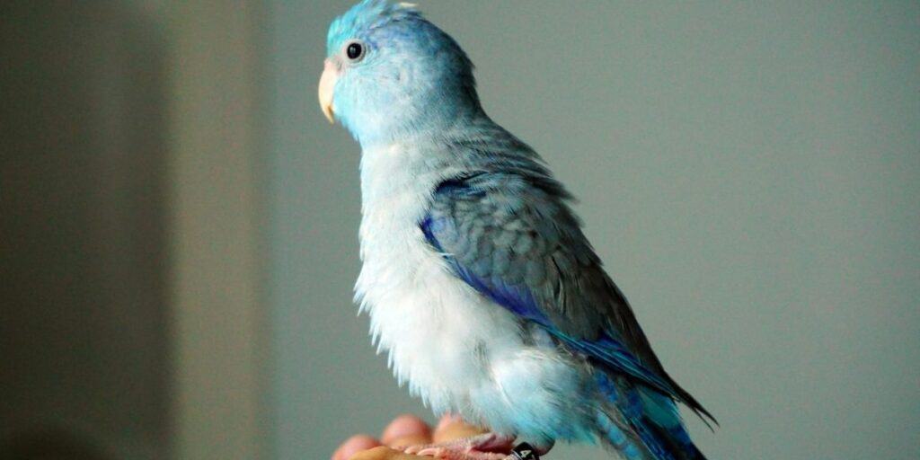 Pacific Parrotlets