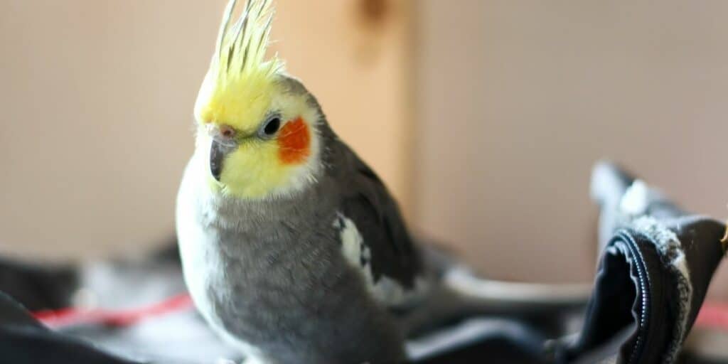 cockatiel 