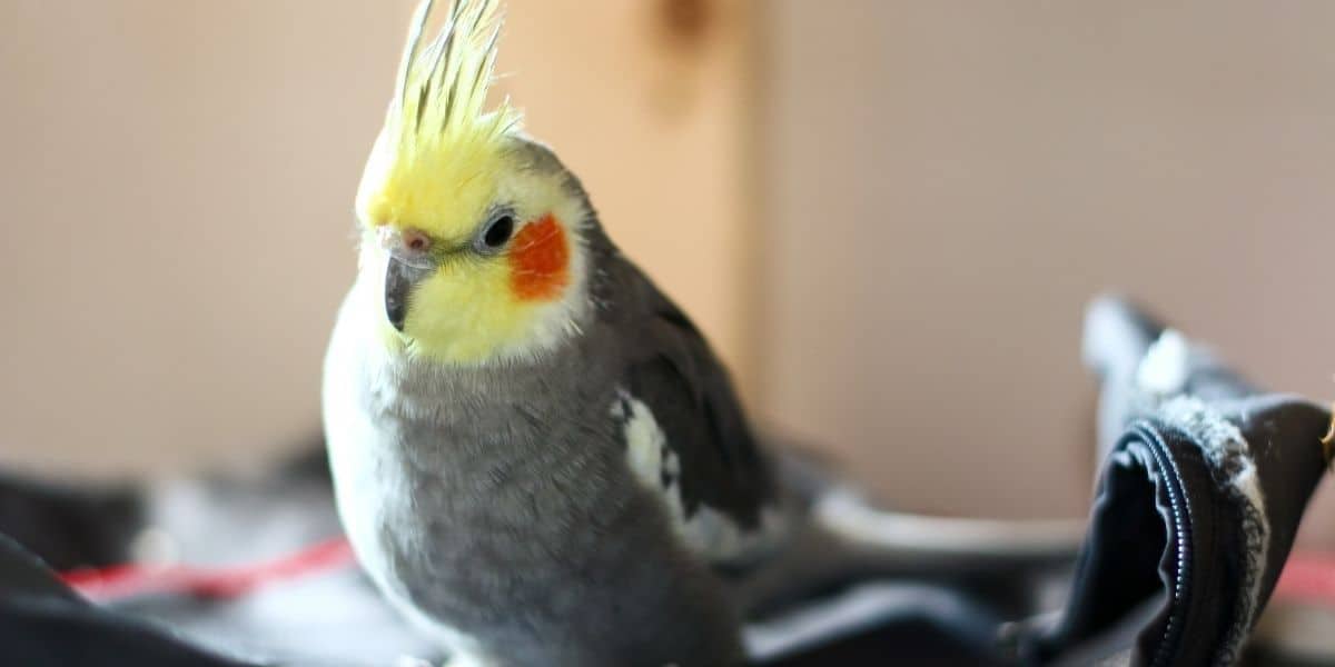 7 Quietest Pet Birds | Don't upset the neighbors | Hutch and Cage