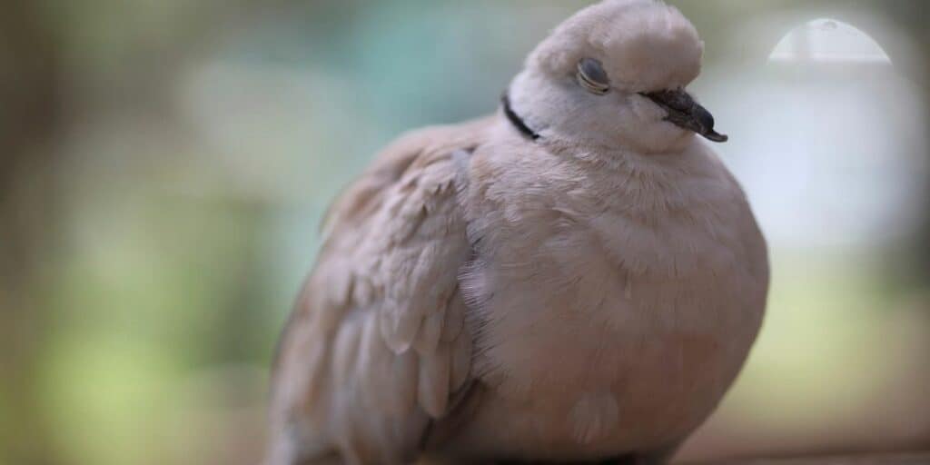 pet dove