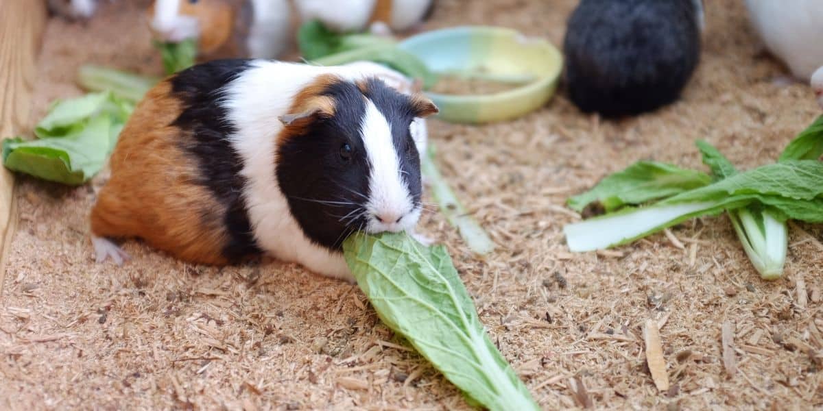 Complete Vitamin C Food List for Guinea Pigs