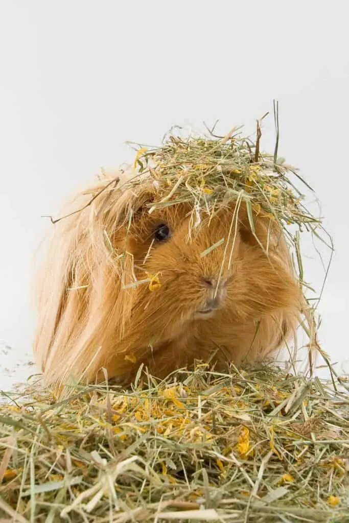 Complete Vitamin C Food List for Guinea Pigs 