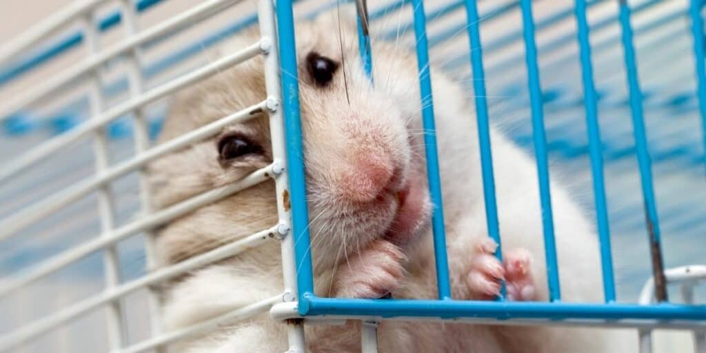 cage rage hamster