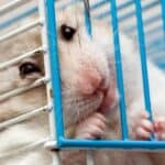 cage rage hamster