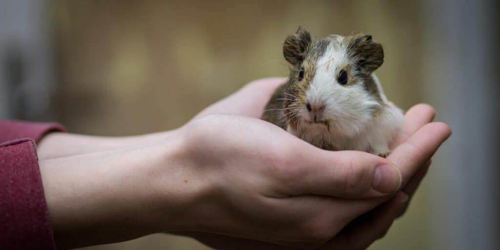 guinea pg being held