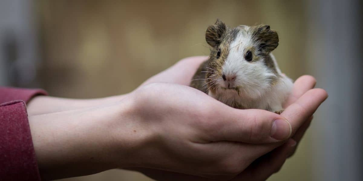Do Guinea Pigs Bite? ( Why And How To Stop It )